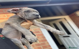 Cane Corso dogs for sale: Cane corso puppies 10 weeks old - Image 5