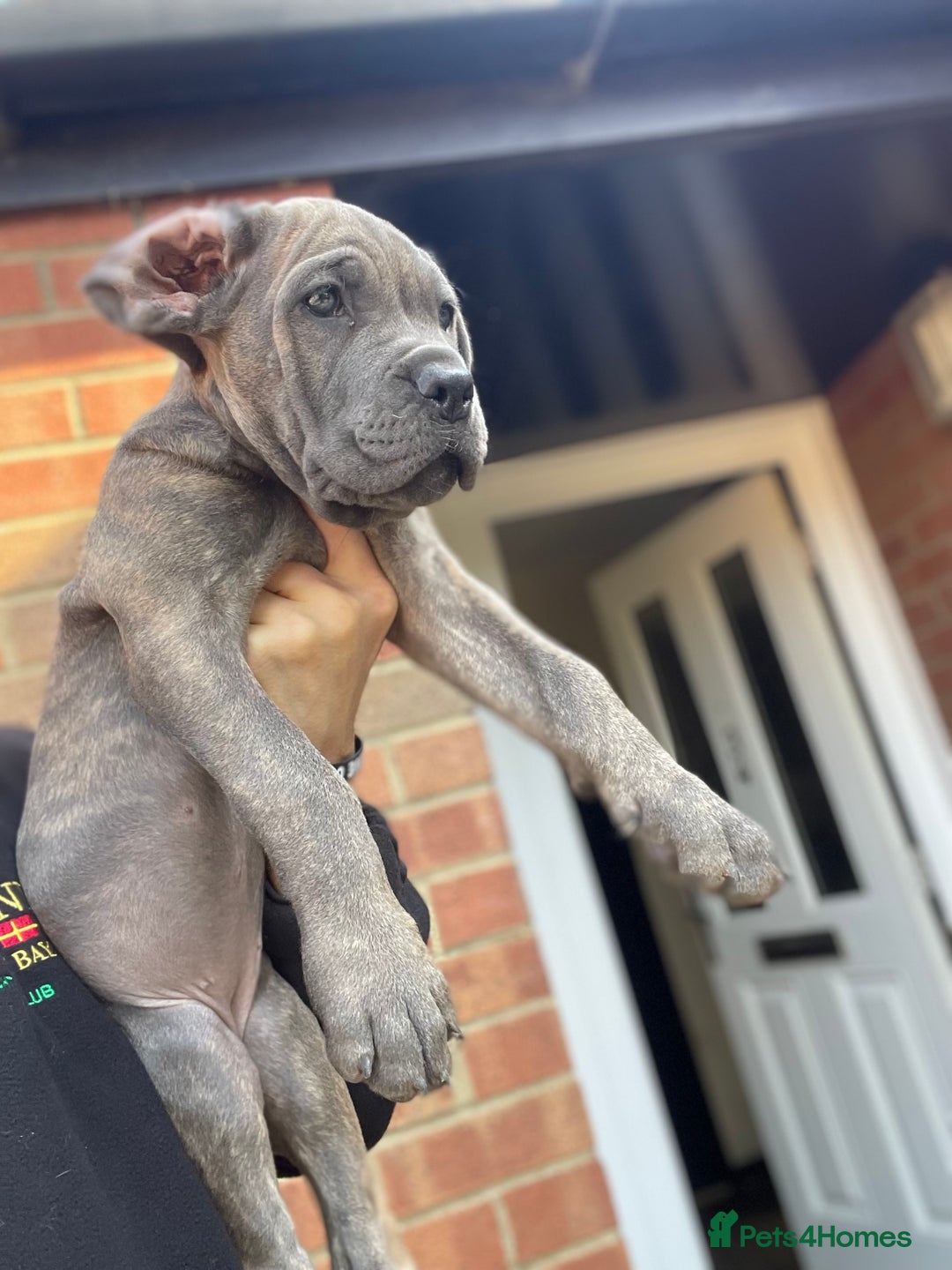 Cane Corso dogs for sale: Cane corso puppies 10 weeks old - Image 5
