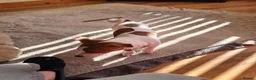 Jack Russell dogs for sale: Betty. 6 months old. in Leyland - Advert 4