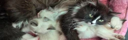 Siberian cats for sale: GORGEOUS REGISTERED SIBERIAN BOYS - Advert 1