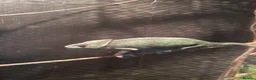 Chameleon reptiles for sale: Veiled chameleons  - Advert 11
