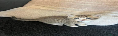 British Shorthair 1