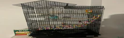 Budgerigars birds for sale: Budgie with cage + toys in Tunbridge Wells - Advert 4