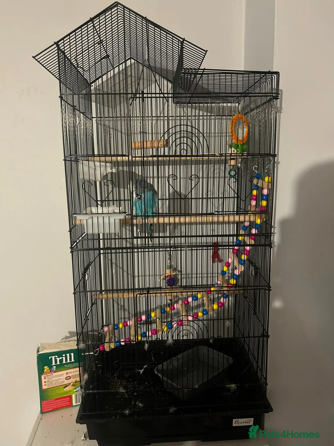Budgerigars birds for sale: Budgie with cage + toys in Tunbridge Wells - Advert 4