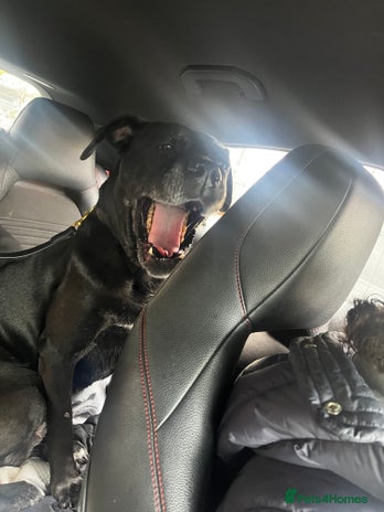 Cane Corso dogs - Advert 1