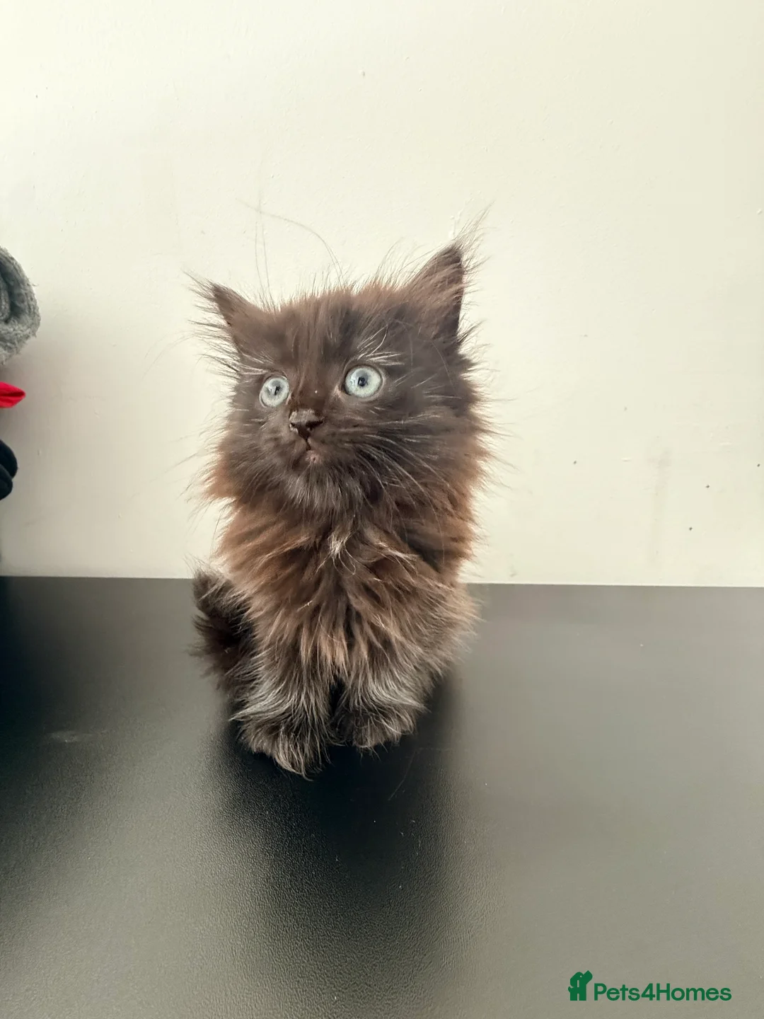 Mixed Breed cats for sale: 3 gorgeous kittens for sale  - Advert 12