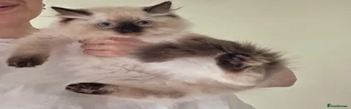 Ragdoll Kitten 5