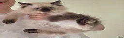 Ragdoll cats for sale: Ragdoll Kittens  - Advert 10