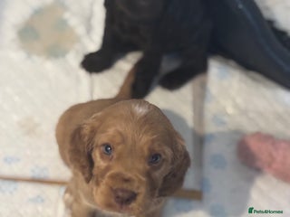 Cocker Spaniel dogs 🐾Show Cocker Spaniel 🐾 - Advert 4