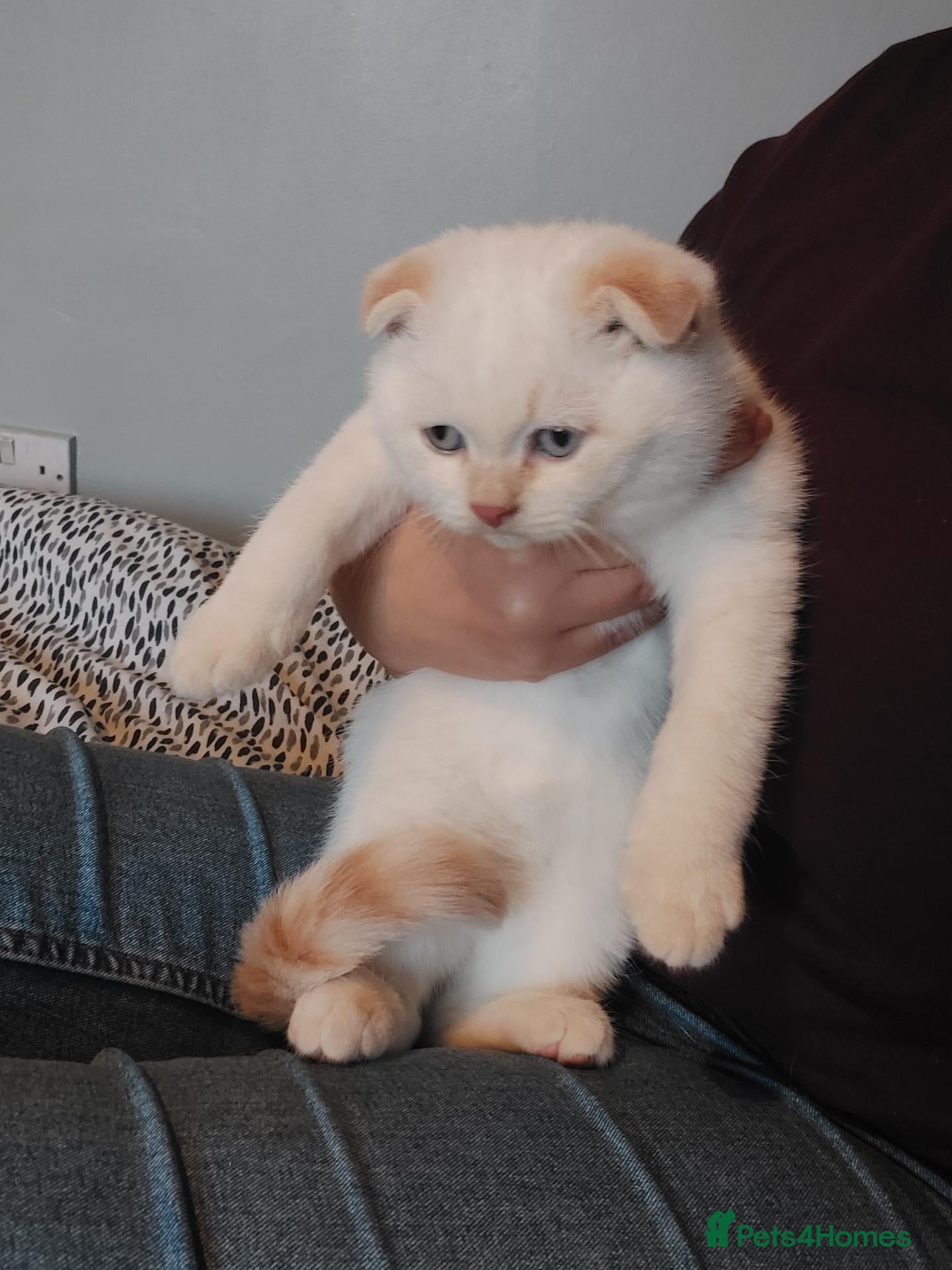 British Shorthair cats for sale: beautiful blue eyes kitten available Bradford  - Advert 1