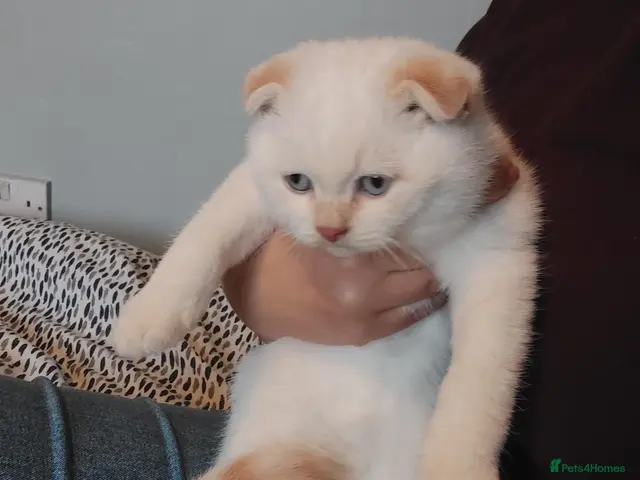 British Shorthair cats for sale: beautiful blue eyes kitten available Bradford - Advert 1