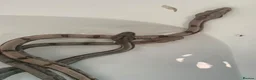 Boa Snake reptiles for sale: Baby boa constrictors for loving homes - Advert 10