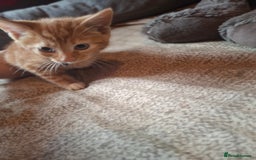 Mixed Breed cats for sale: Two female kittens - Image 2
