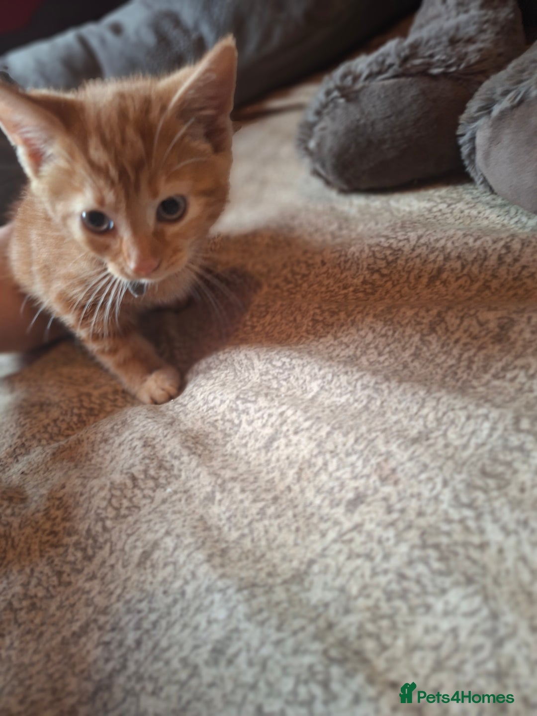 Mixed Breed cats for sale: Two female kittens - Image 2