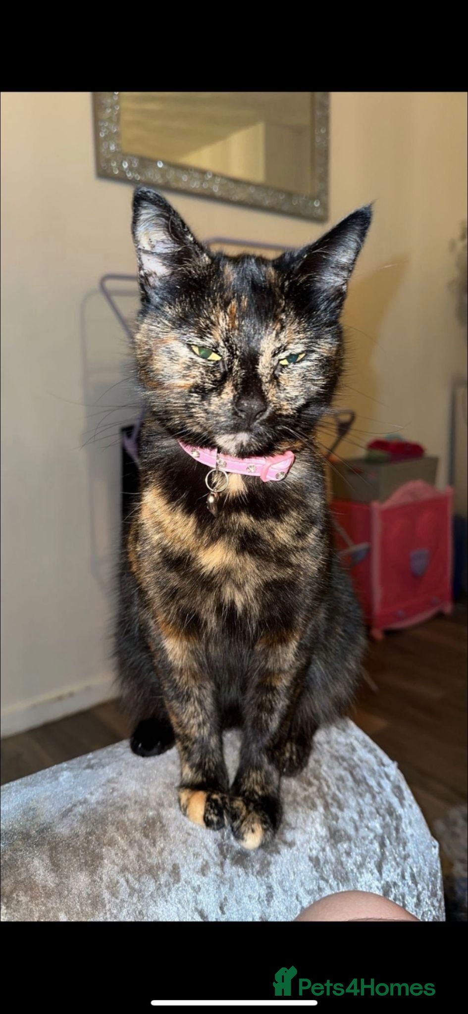 Mixed Breed cats 2 beautiful black kittens looking for forever home - Advert 4