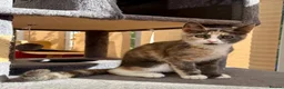 Maine Coon cats for sale: TORTOISESHELL MAINE COON X KITTENS - Advert 9