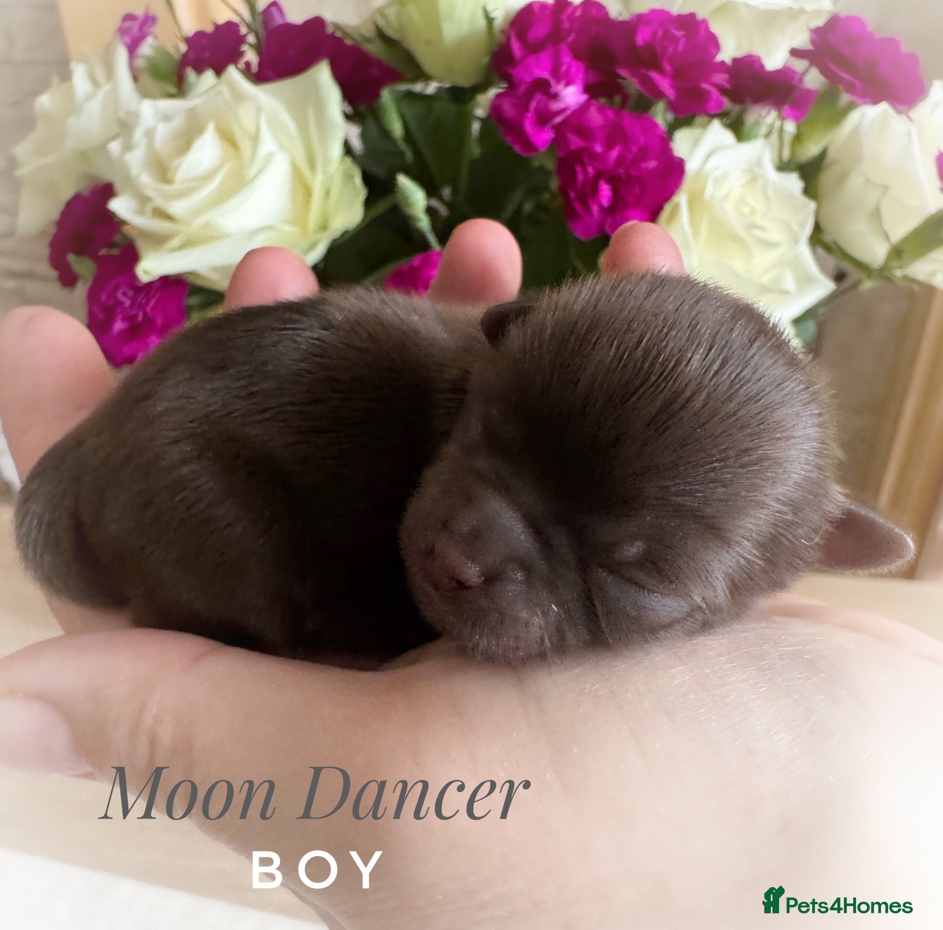 Chihuahua dogs KC chocolate and lilac long coat quality puppies  - Advert 2