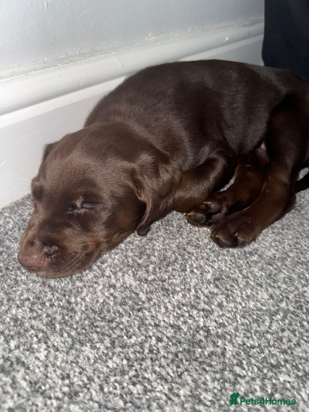 Cockerdor dogs for sale: Cockerdor puppy for sale - Advert 3