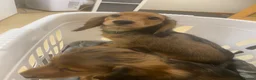 Miniature Dachshund dogs for sale: 6 miniature longhaired dachshund -  - Advert 8