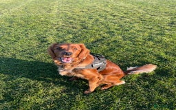 Irish Setter dogs for sale: Rare Golden Irish litter - Image 27