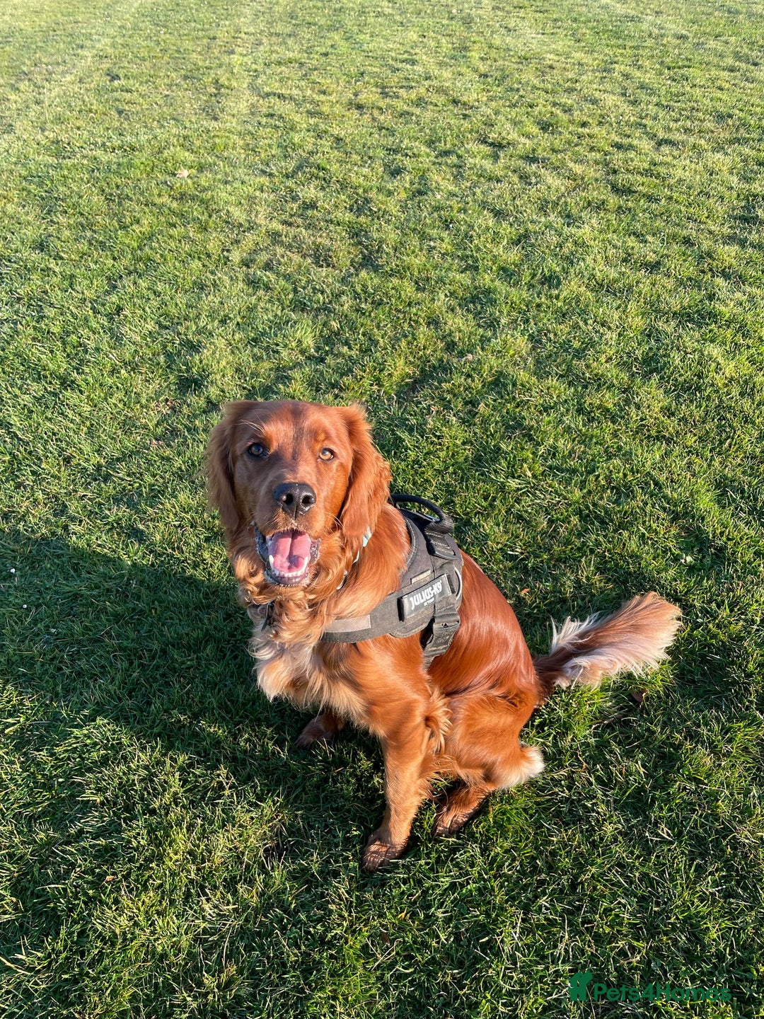 Irish Setter dogs for sale: Rare Golden Irish litter - Image 27