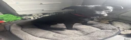 Labrador Retriever dogs for sale: Dog for sale in Dudley - Advert 5