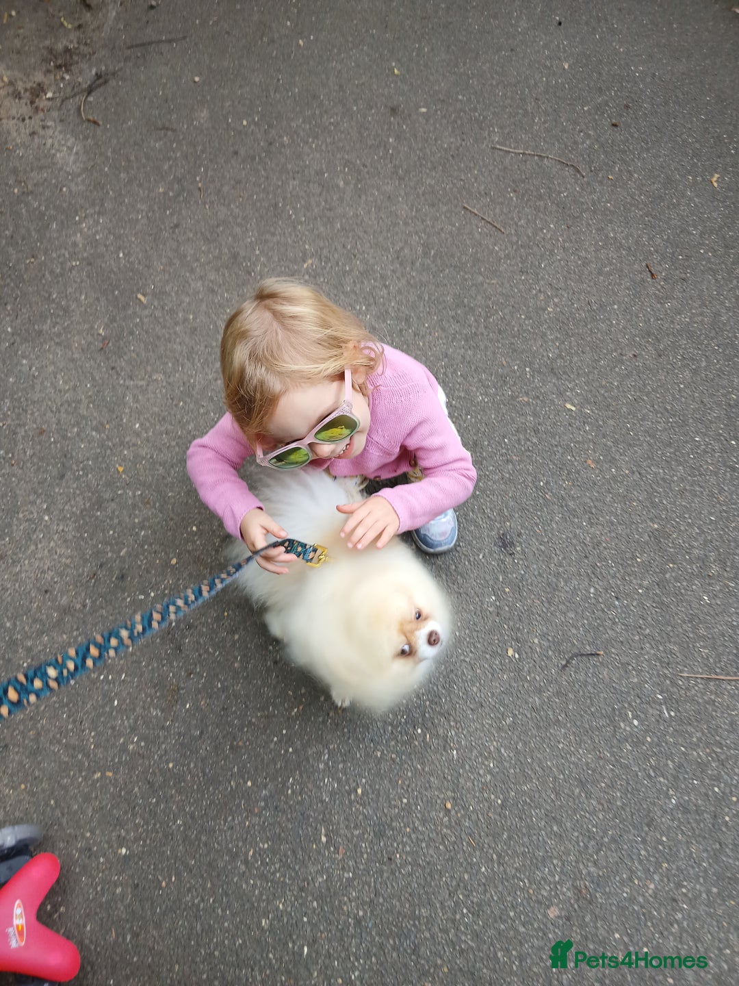 Pomeranian dogs for stud: Stunning KC registered pedigree STUD  - Advert 7