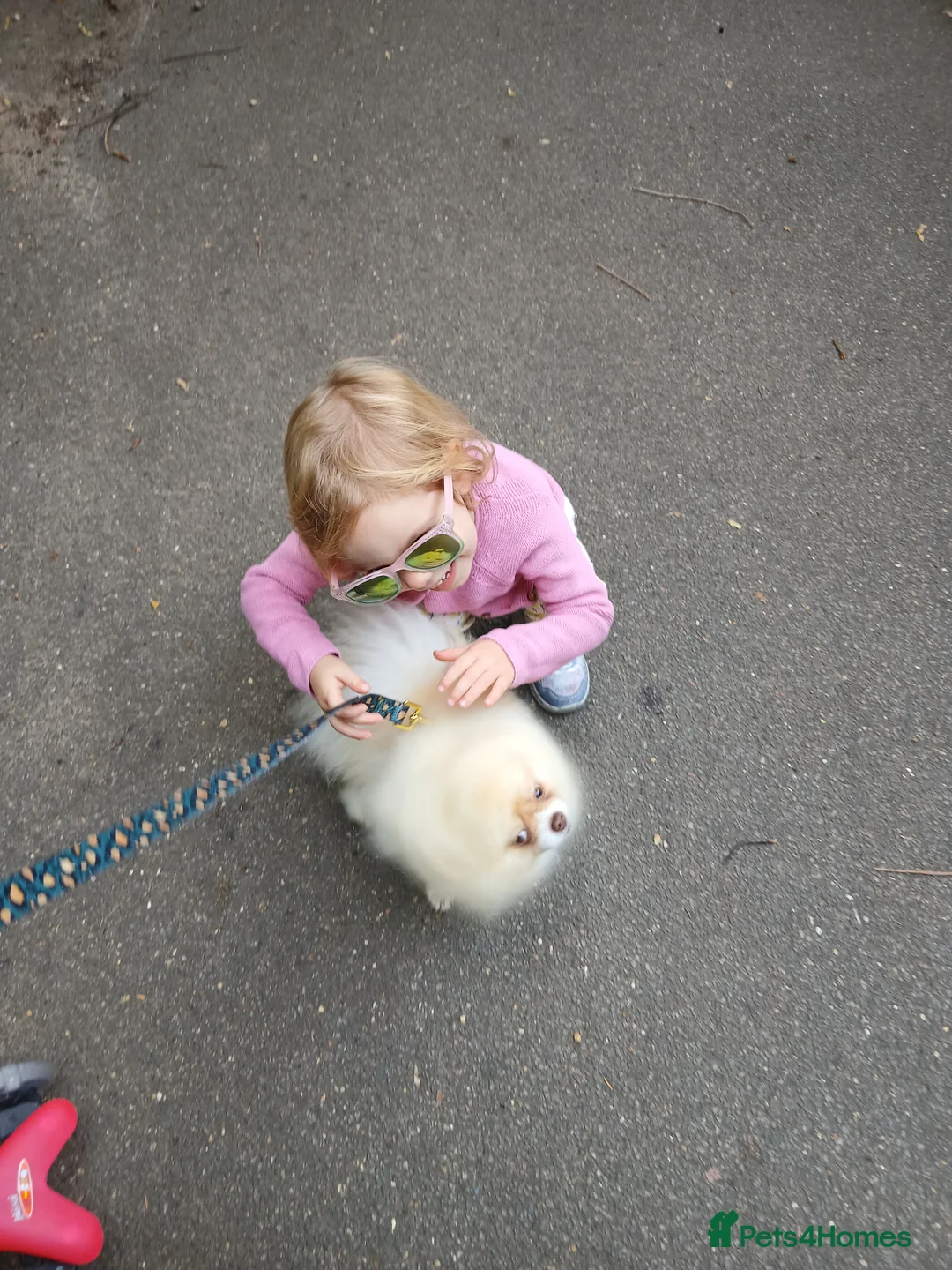 Pomeranian dogs for stud: Stunning KC registered pedigree STUD  - Advert 7