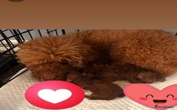 Toy Poodle dogs for sale: Toy Poodle - Advert 10