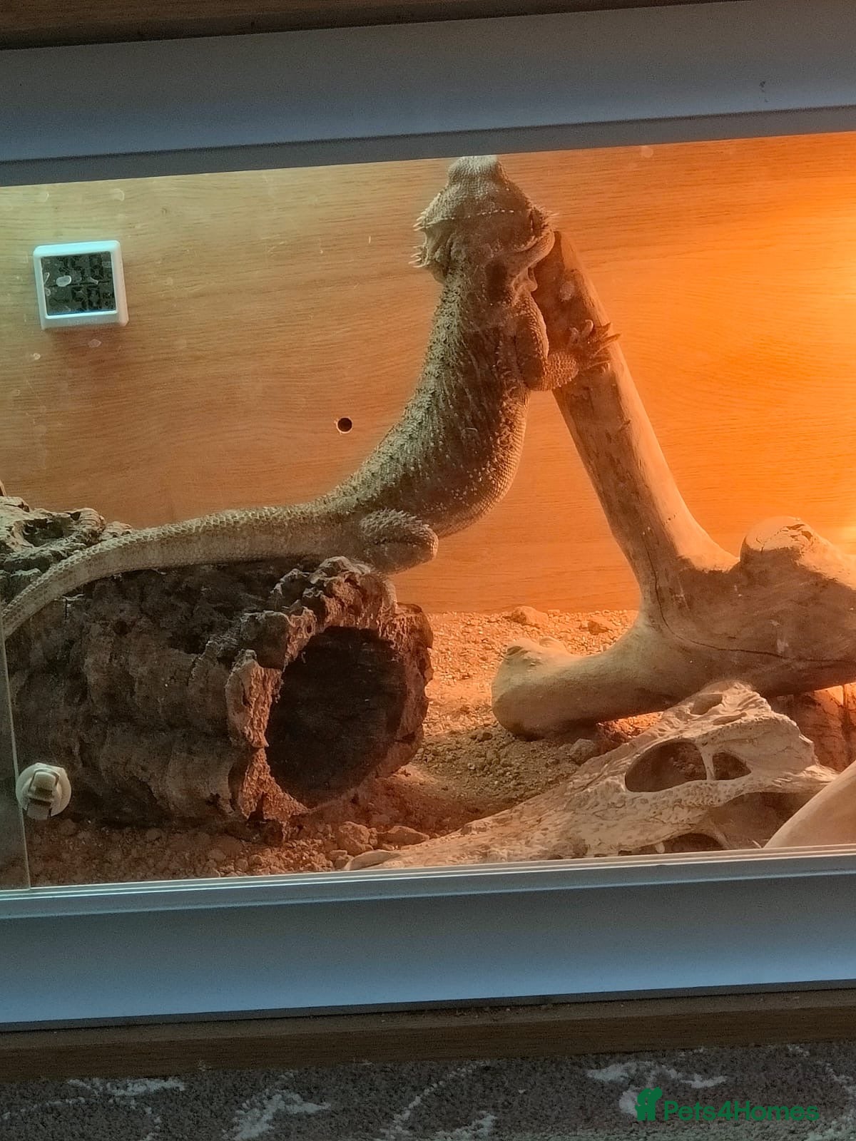 Bearded Dragon reptiles Young male bearded dragon for sale - Advert 2