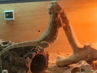 Bearded Dragon reptiles Young male bearded dragon for sale - Advert 2