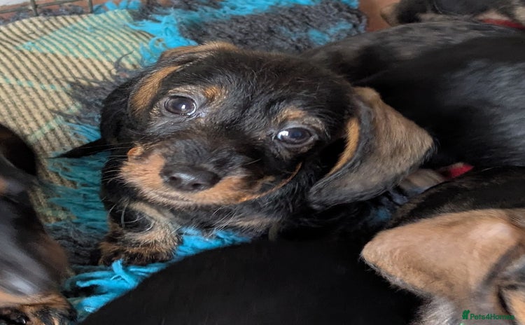 Miniature Dachshund dogs Miniature dachshund puppies - Advert 15