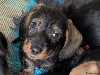 Miniature Dachshund dogs Miniature dachshund puppies - Advert 13