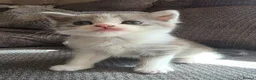 British Longhair cats for sale: Beautiful British long haired kittens - Advert 32