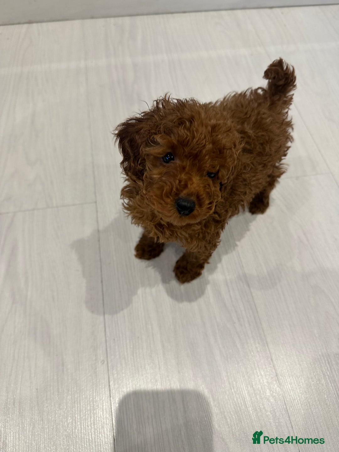 Toy Poodle dogs for sale: Deep red toy poodle  - Advert 3