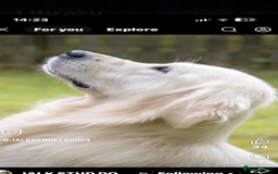 Golden Retriever dogs for sale: Superb litter Kc reg health tested goldens - Image 18