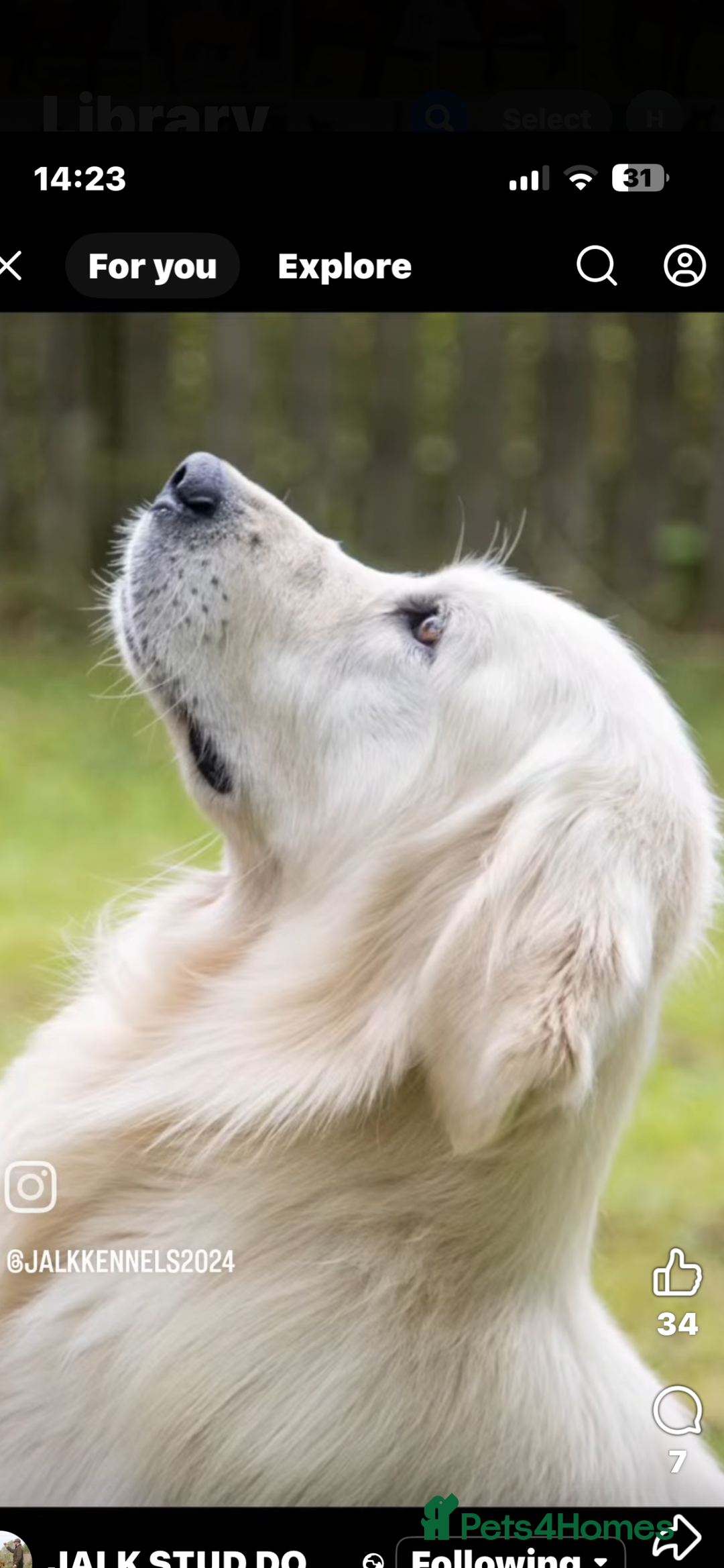 Golden Retriever dogs for sale: Superb litter Kc reg health tested goldens - Image 18