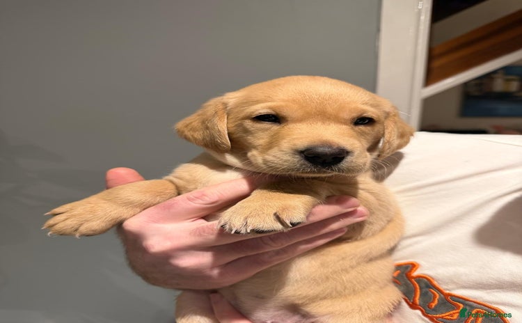 Labrador Retriever dogs - Advert 3