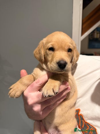 Labrador Retriever dogs - Advert 3