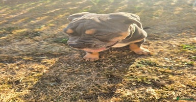 Olde English Bulldogge dogs in Kidderminster - Advert 1