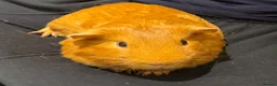 Guinea Pig rodents for sale: Two Lovely Male Guinea Pigs Seeking a Loving Home  in Radstock - Advert 5