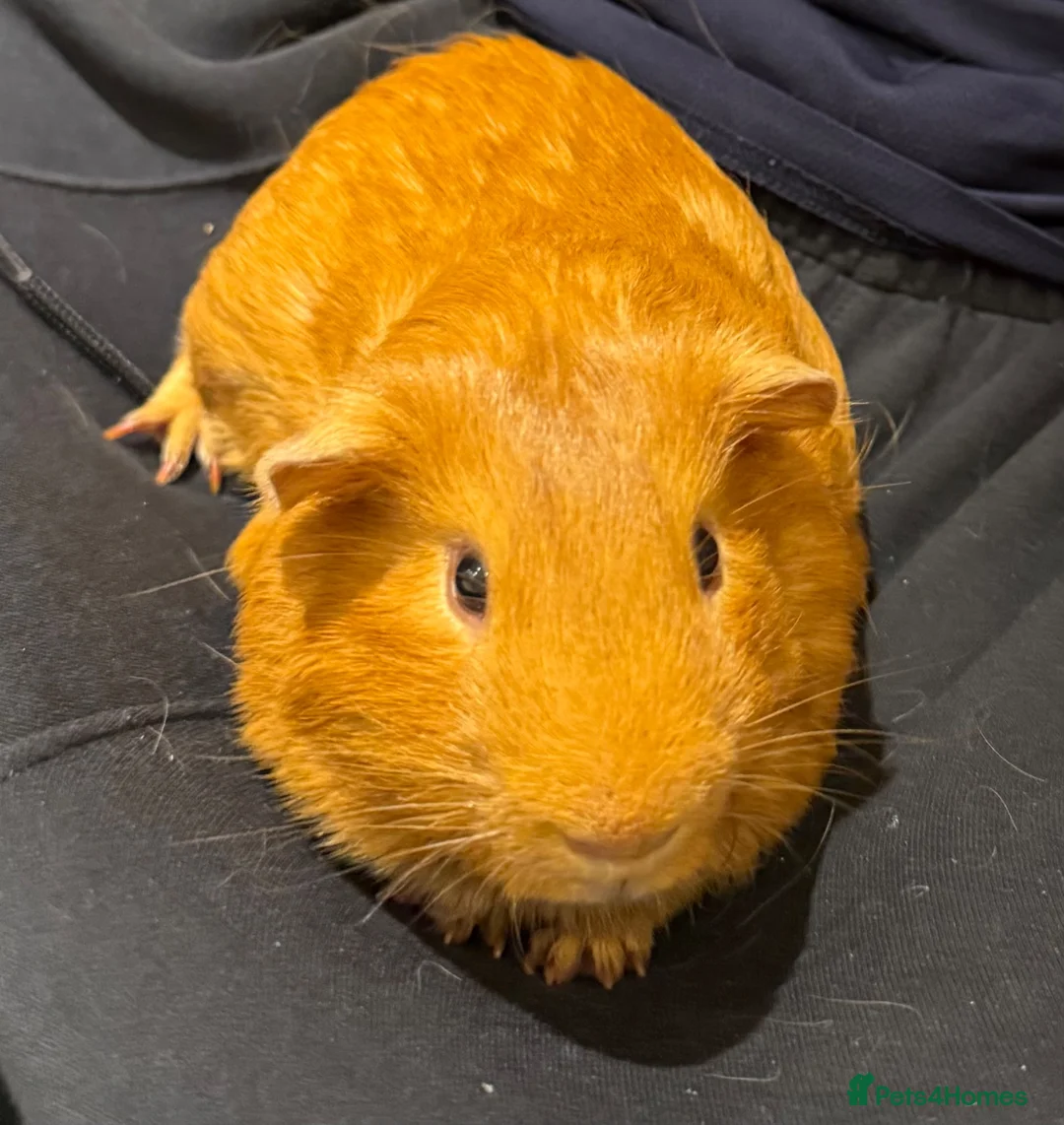 Guinea Pig rodents for sale: Two Lovely Male Guinea Pigs Seeking a Loving Home  in Radstock - Advert 5