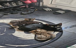 Mixed Breed cats for sale: 1 x female 1 x male kittens ready now - Image 6