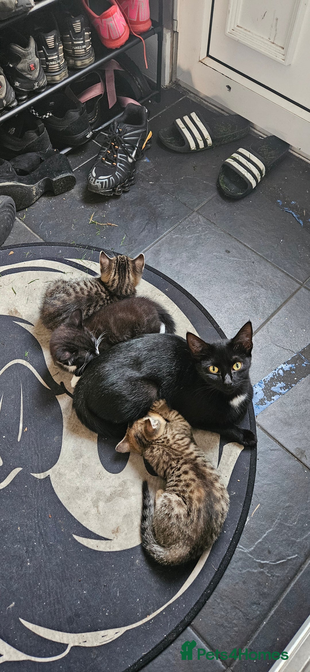 Mixed Breed cats for sale: 1 x female 1 x male kittens ready now - Image 6