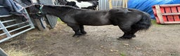 Shetland pony horses for sale: Shetland gelding  - Advert 5