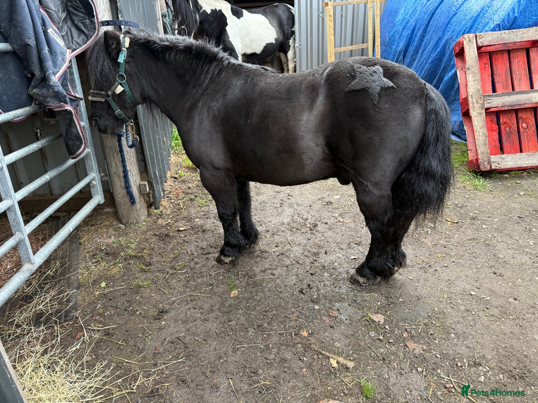 Shetland pony horses for sale: Shetland gelding  - Advert 5