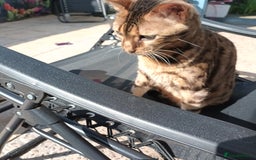 Bengal cats for sale: 3 year old neutered male cat - Image 3