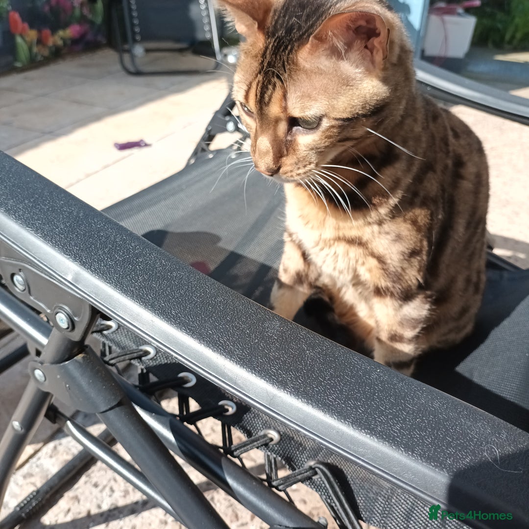Bengal cats for sale: 3 year old neutered male cat - Image 3