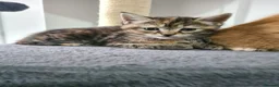 Mixed Breed cats for sale: Mother and two daughters  - Advert 10