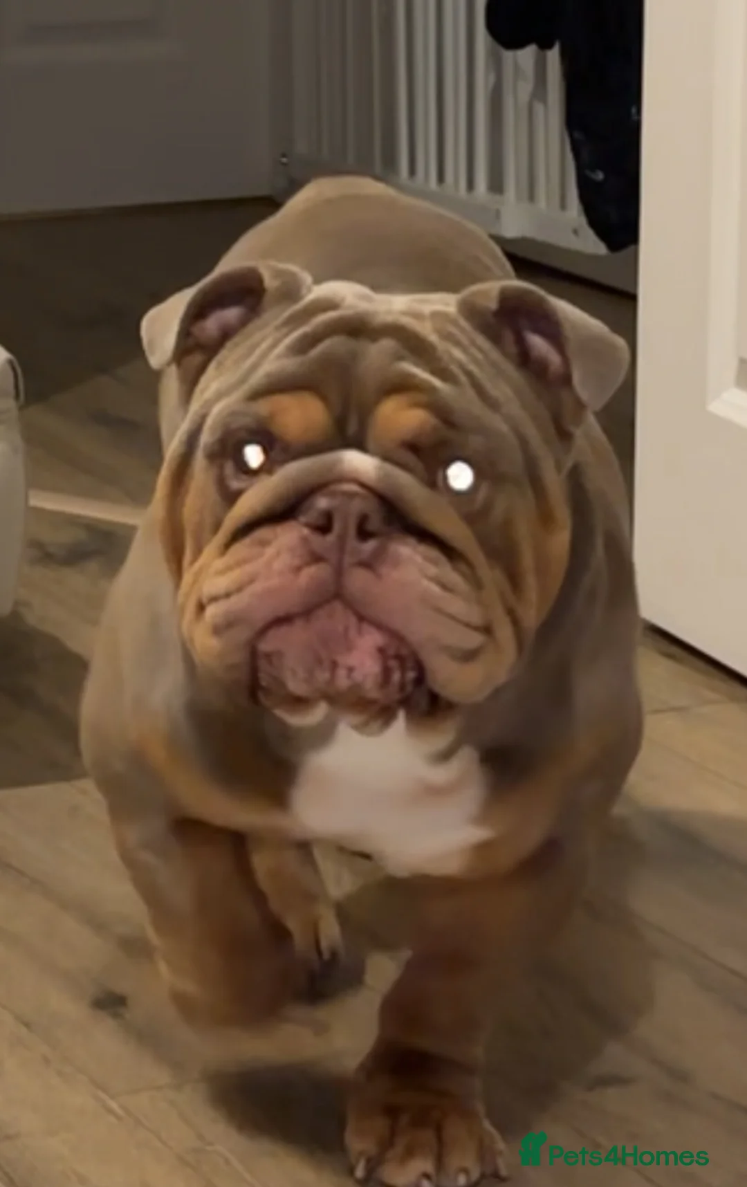 English Bulldog dogs for stud: Luna effect bulldog  - Advert 9